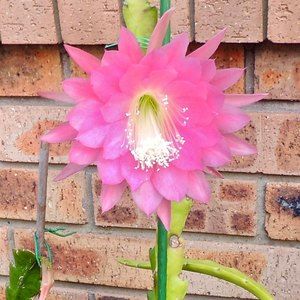 Meet your Posher, Val